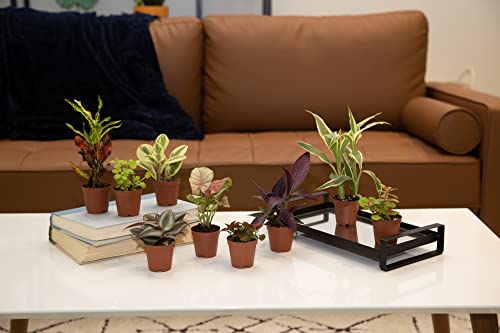 Costa Farms Mini Houseplants G207634