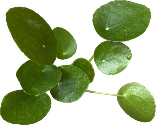 Chinese Money Plant Live Pilea peperomioides Indoor Houseplant 4-Inch Pot A201