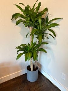 Simply Trees Dracaena Mass Cane Corn Plant Indoor Houseplant N2715