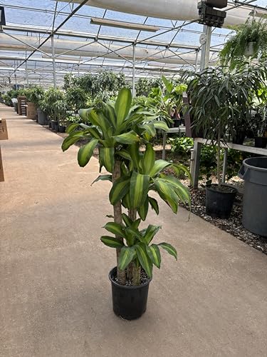 Simply Trees Dracaena Mass Cane Corn Plant Indoor Houseplant N2715