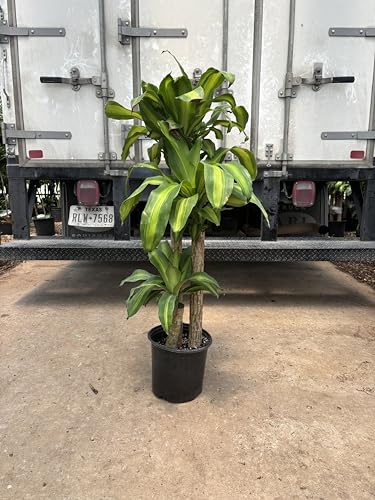 Simply Trees Dracaena Mass Cane Corn Plant Indoor Houseplant N2715