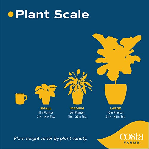 Costa Farms Mini Houseplants G207634