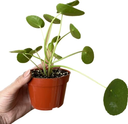 Chinese Money Plant Live Pilea peperomioides Indoor Houseplant 4-Inch Pot A201