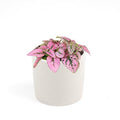 Hypoestes Phyllostachya Pink Splash (2"/4"/6" Pot) - Easy to Care Houseplants - Indoor Houseplant - Colorful Foliage Houseplant for Home Office Decoration