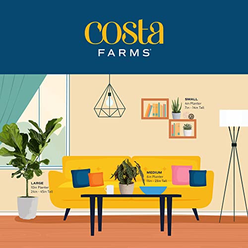 Costa Farms Mini Houseplants G207634