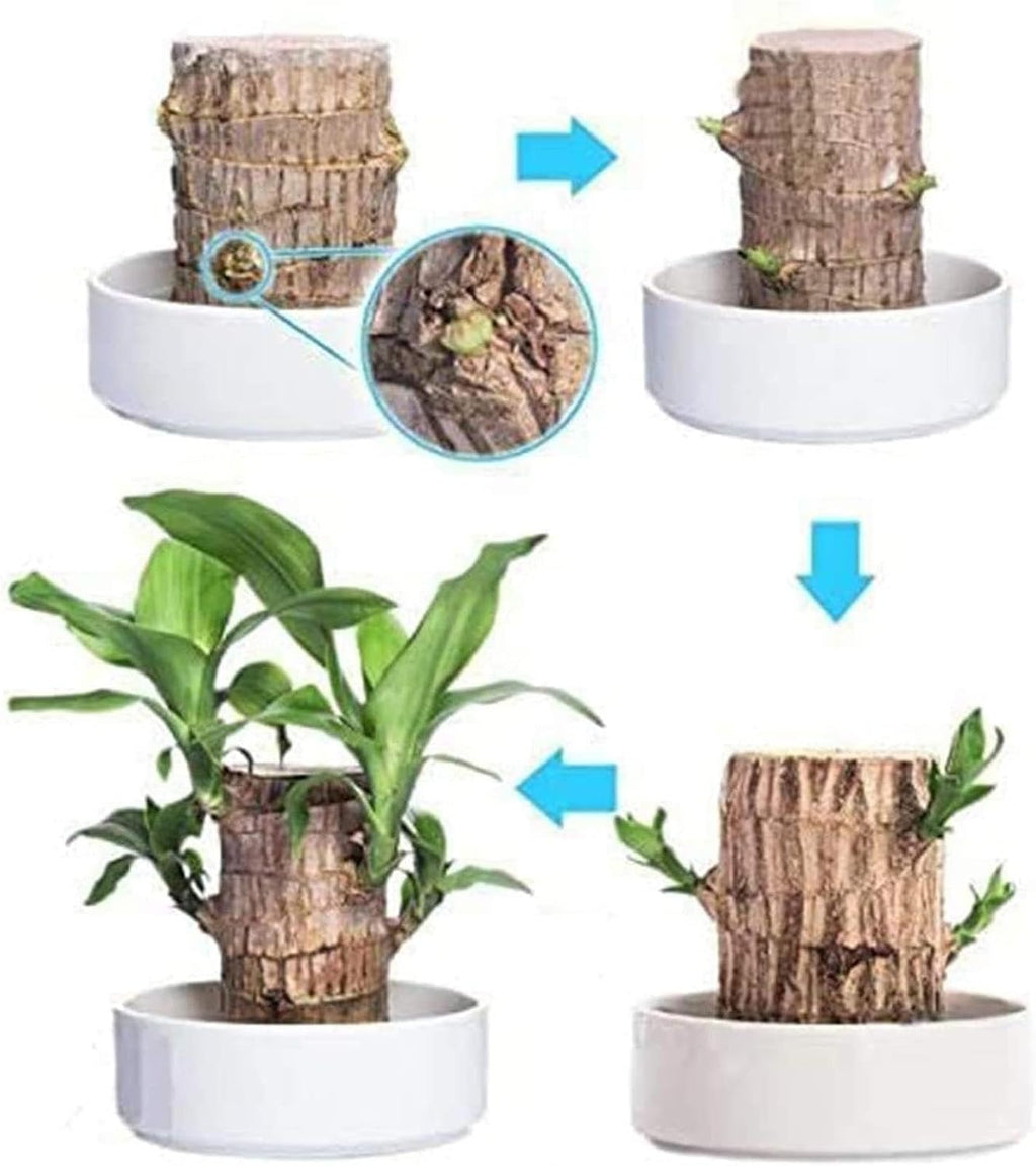 Brazilian Wood Plant Indoor Desktop Decor, Hydroponic Potted Live Plant A2748