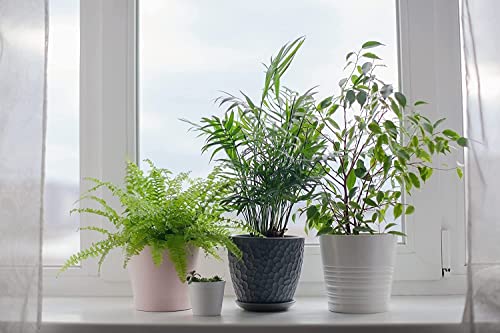 American Plant Exchange King Sago Palm Tree Live Plant X56824