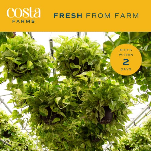 Costa Farms Live Pothos Plant T916