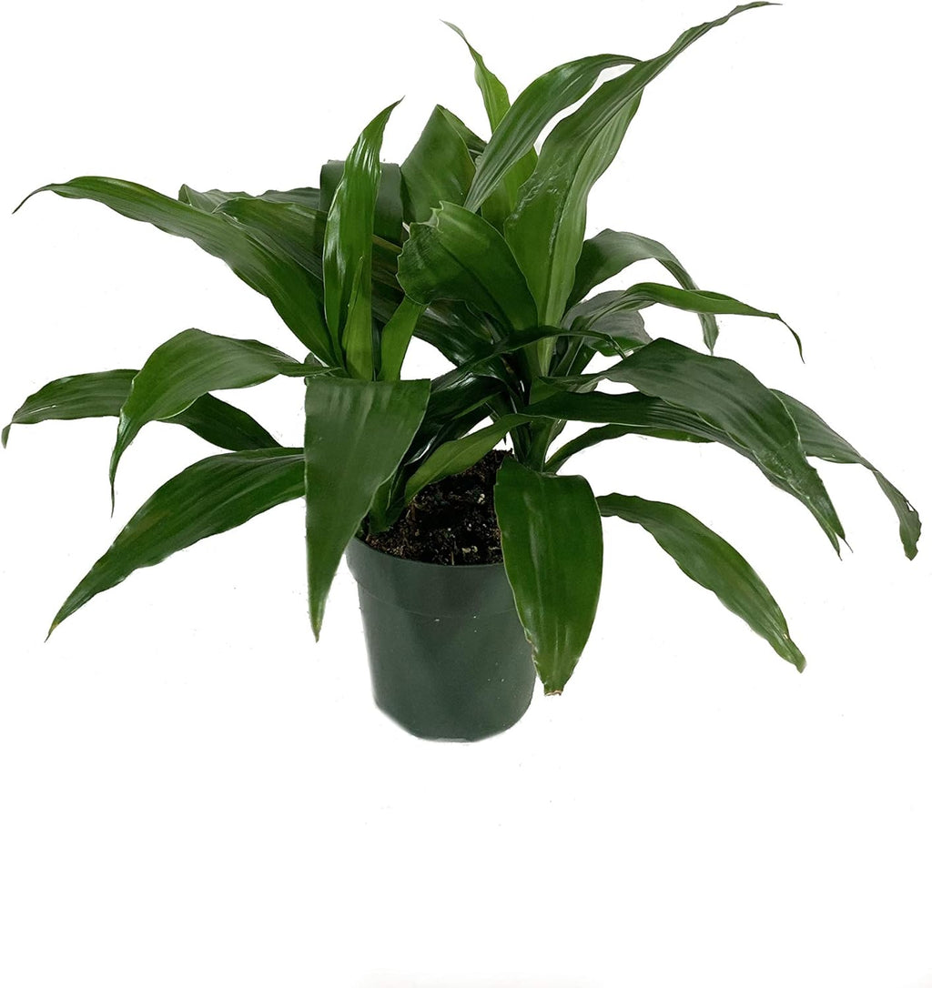 ZZ Zamioculcas, Dracaena Janet Craig & Parlor Palm - 3 Live Plants in 6 Inch Pots B191