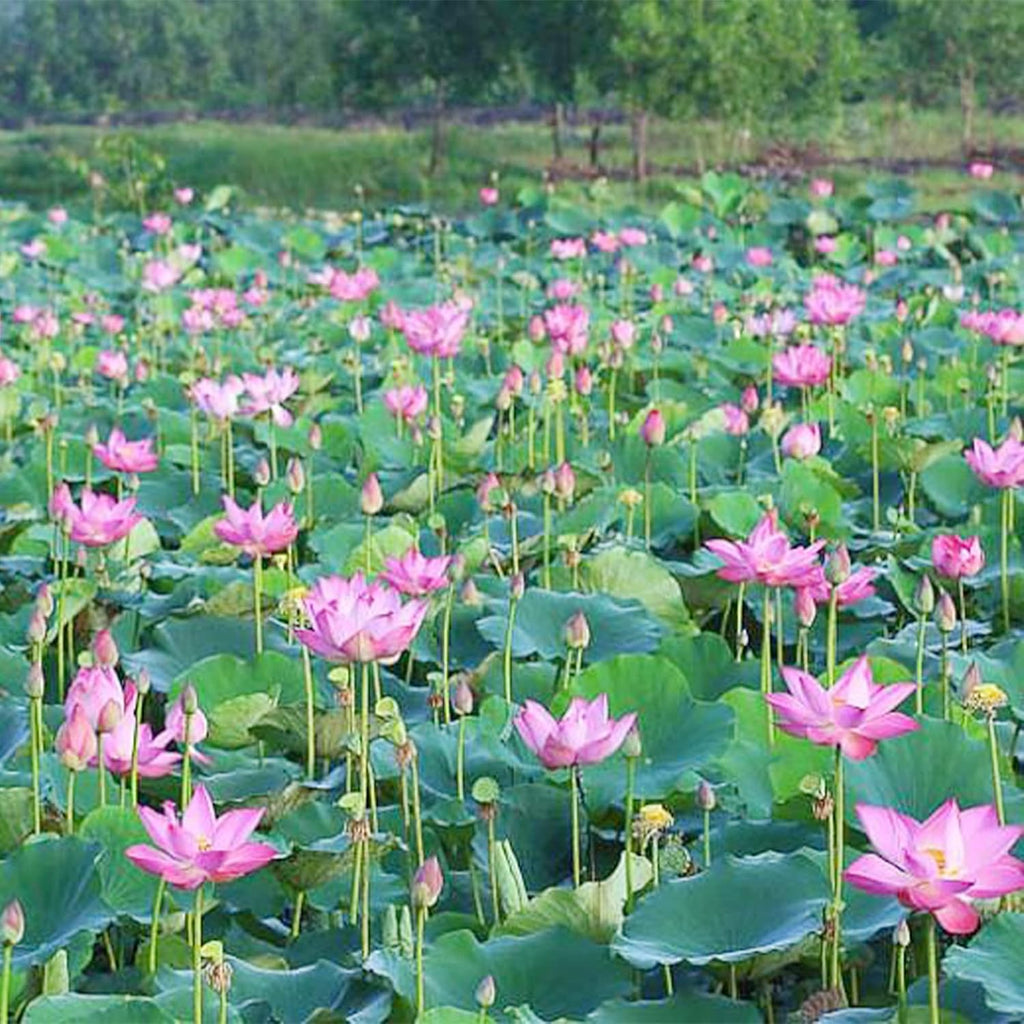 QAUZUY GARDEN Lotus Flower Seeds Nelumbo Nucifera Mixed Colors Water Plant D893