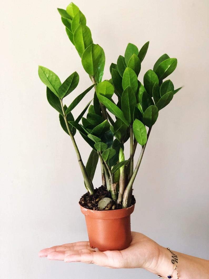 ZZ Plant Live in 4 Inch Pot - Zamioculcas Zamiifolia Indoor Plant G129