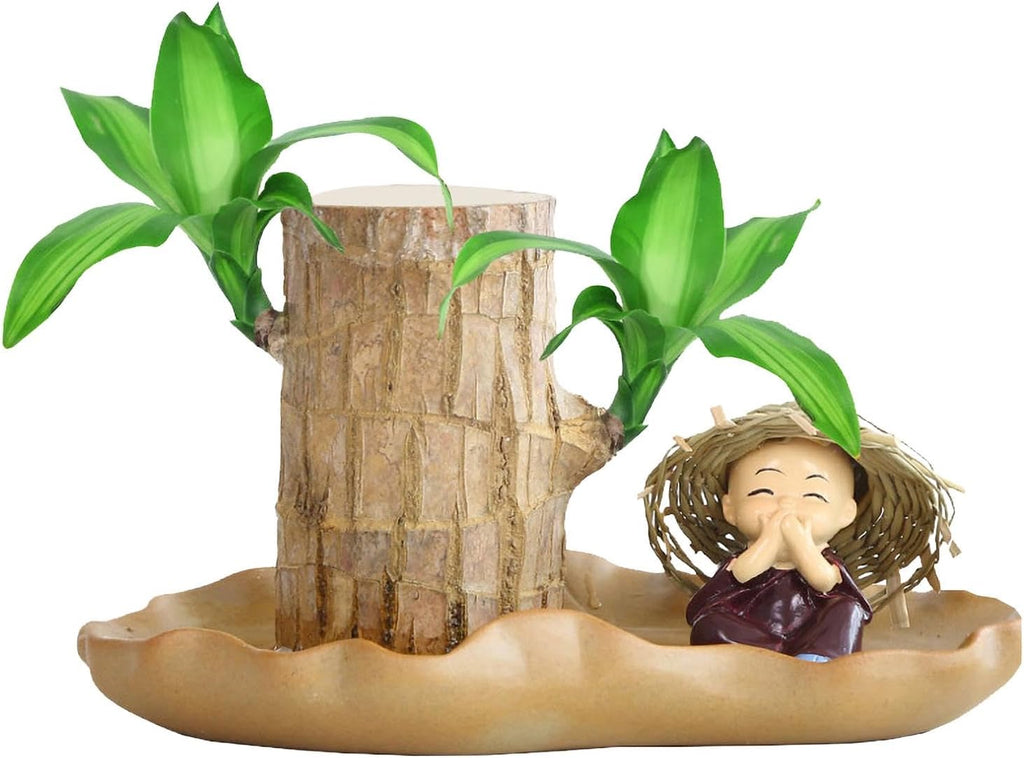 Air Purifying Plants Indoor, Brazilian Wood Plant Decor, Tree Stump Desktop Plants, Hydroponic Wood Decor, Potted Plant Brazilian Decor, Lucky Wood Live Plant for Indoor Desktop Decor