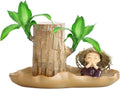 Air Purifying Plants Indoor, Brazilian Wood Plant Decor, Tree Stump Desktop Plants, Hydroponic Wood Decor, Potted Plant Brazilian Decor, Lucky Wood Live Plant for Indoor Desktop Decor