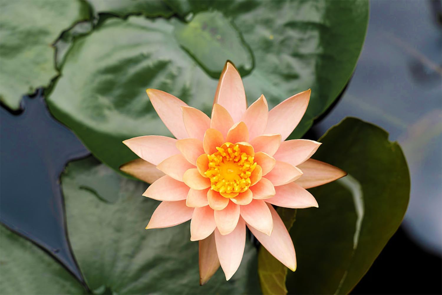 Mixed Bowl Lotus Seeds for Planting (Nelumbo) O708