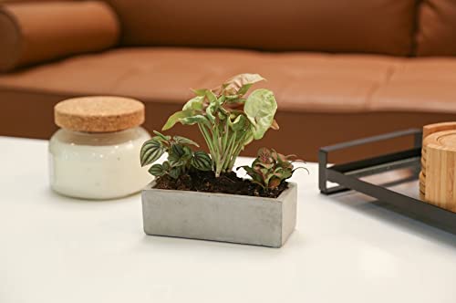 Costa Farms Mini Houseplants G207634