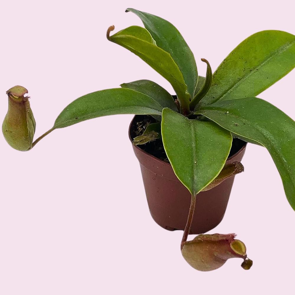 BubbleBlooms Winged Pitcher Plant in 2 Inch Pot O1783