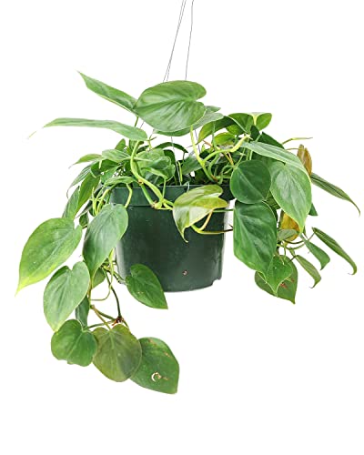 Philodendron Cordatum 4"/6" Pot Low Light Houseplant G4545