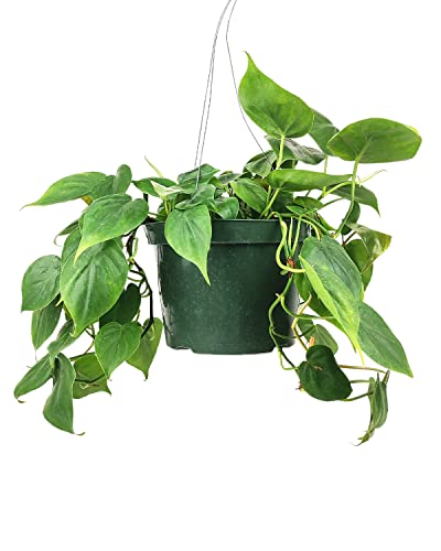 Philodendron Cordatum (4"/6" Pot) - Easy to Grow, Easy to Care Low Light Houseplants - Air Purifying Houseplants for Delivery