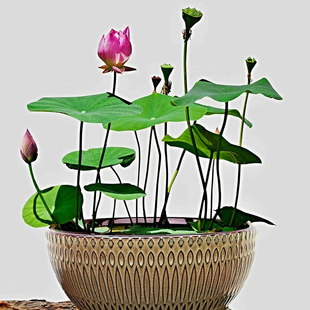 QAUZUY GARDEN Lotus Flower Seeds Nelumbo Nucifera Mixed Colors Water Plant D893