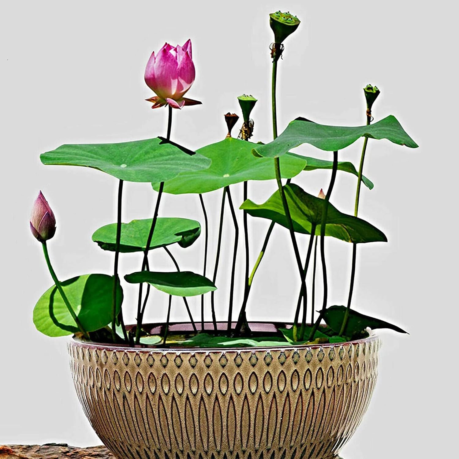 QAUZUY GARDEN Lotus Flower Seeds Nelumbo Nucifera Mixed Colors Water Plant D893
