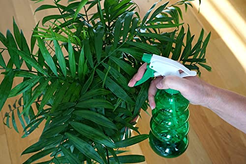 American Plant Exchange King Sago Palm Tree Live Plant X56824