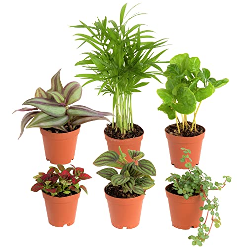 Costa Farms Mini Houseplants