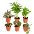 Costa Farms Mini Houseplants