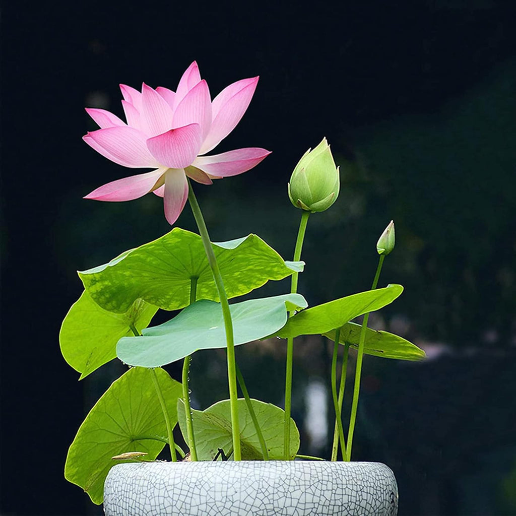 QAUZUY GARDEN Lotus Flower Seeds Nelumbo Nucifera Mixed Colors Water Plant D893