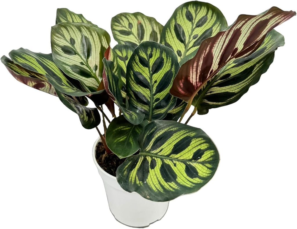 Calathea Peacock Live Plants - Air Purifier and Colorful Indoor Prayer Plant for Home Decor, Easy to Care for, Beautiful Peacock Plant, Calathea Plants Live Houseplants