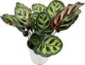 Calathea Peacock Live Plants - Air Purifier and Colorful Indoor Prayer Plant for Home Decor, Easy to Care for, Beautiful Peacock Plant, Calathea Plants Live Houseplants