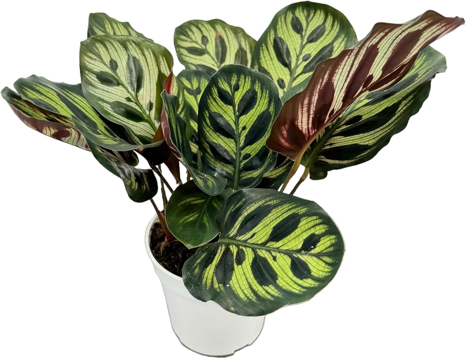 Calathea Peacock Live Plants - Air Purifier and Colorful Indoor Prayer Plant for Home Decor, Easy to Care for, Beautiful Peacock Plant, Calathea Plants Live Houseplants