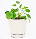 Pilea Peperomioides (4"/6" Pot) - Air-Purifying Bright Light Houseplant - Easy to Care Houseplant Decoration for Office and Apartment