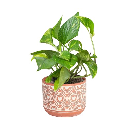 Costa Farms Live Pothos Plant - All variants