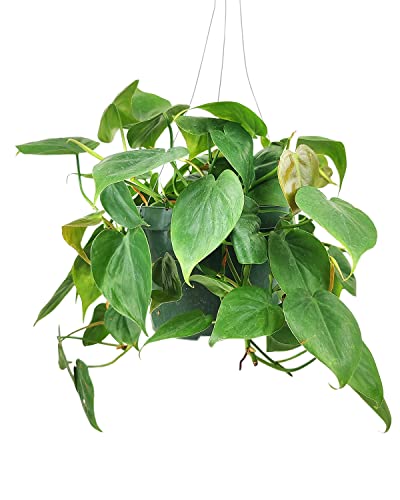 Philodendron Cordatum 4"/6" Pot Low Light Houseplant G4545