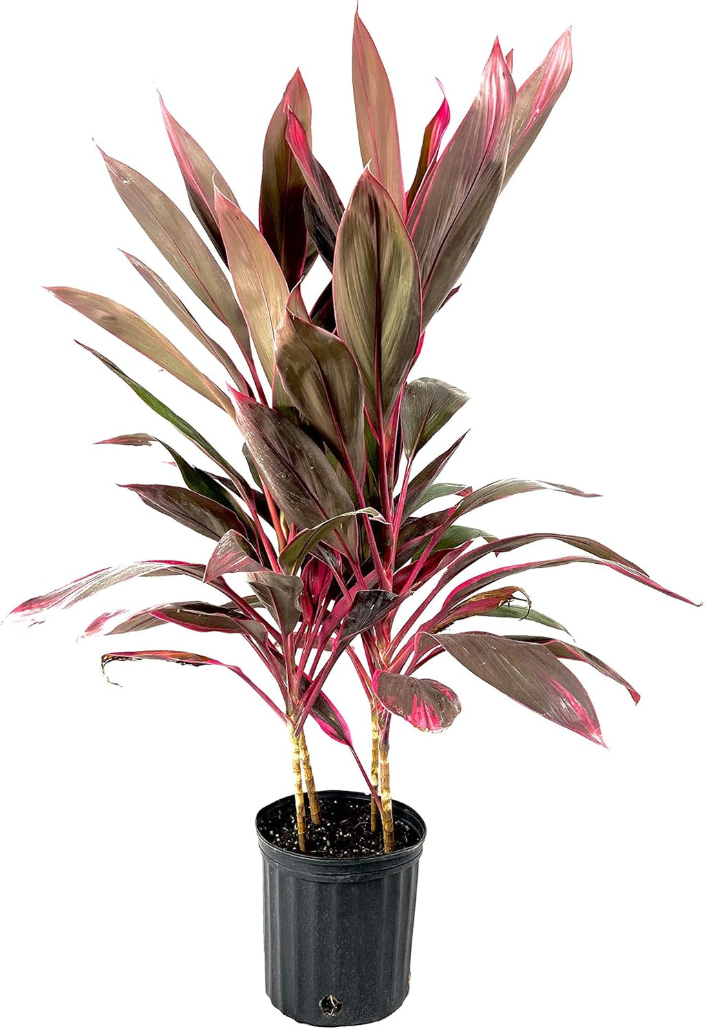 Cordyline Red Sister Hawaiian Ti Plant - Live Plant in an 10 Inch Growers Pot - Cordyline Fruticosa 'Red Sister' - Beautiful Indoor Outdoor Air Purifying Houseplant