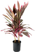 Cordyline Red Sister Hawaiian Ti Plant - Live Plant in an 10 Inch Growers Pot - Cordyline Fruticosa 'Red Sister' - Beautiful Indoor Outdoor Air Purifying Houseplant
