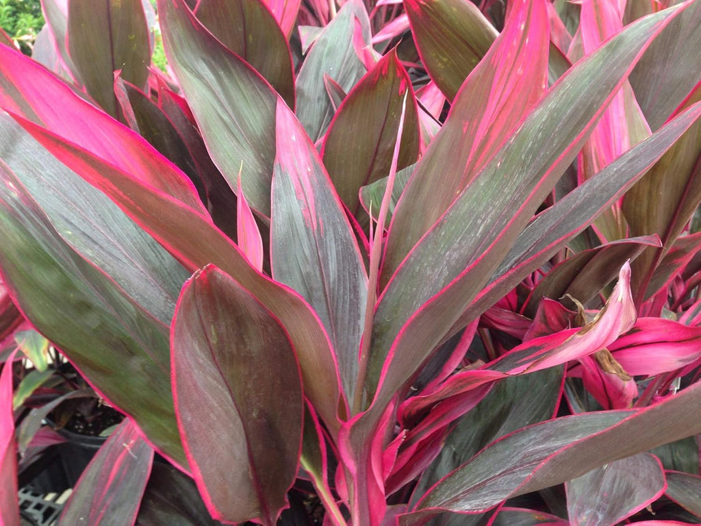 Cordyline Red Sister Hawaiian Ti Plant in 10 Inch Growers Pot W5680