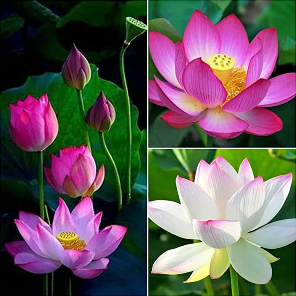 QAUZUY GARDEN- 10 Seeds Lotus Flower Seeds Nelumbo Nucifera Sacred Lotus Lily Mixed Colors Pink White Colorful and Striking Water Plant Fragrant Low-Maintenance