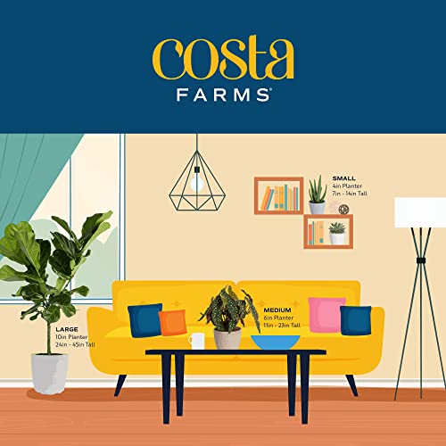 Costa Farms Live Pothos Plant T916