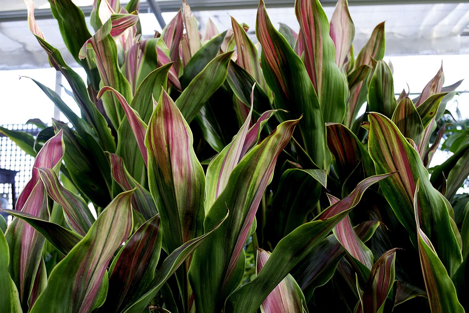 Cordyline Sherbert Ti Plant in 10 Inch Growers Pot Y423026