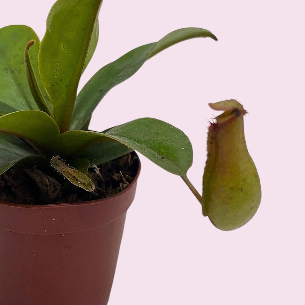 BubbleBlooms Winged Pitcher Plant in 2 Inch Pot O1783