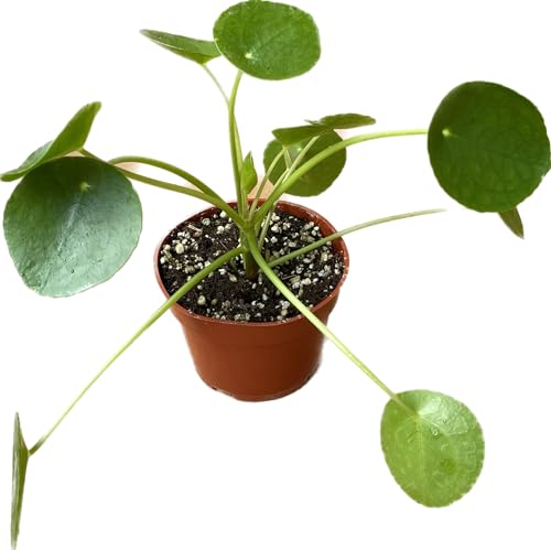 Chinese Money Plant Live Pilea peperomioides Indoor Houseplant 4-Inch Pot A201