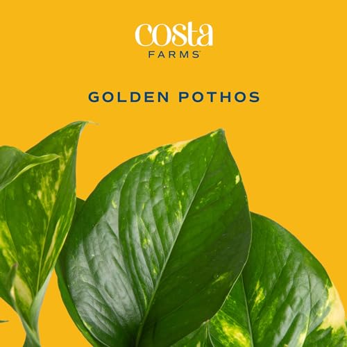 Costa Farms Live Pothos Plant T916