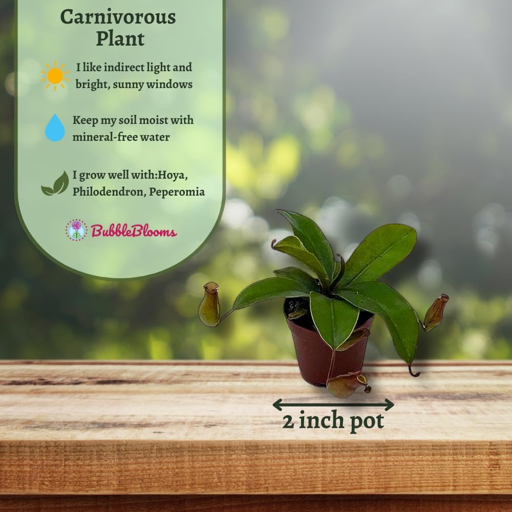 BubbleBlooms Winged Pitcher Plant in 2 Inch Pot O1783