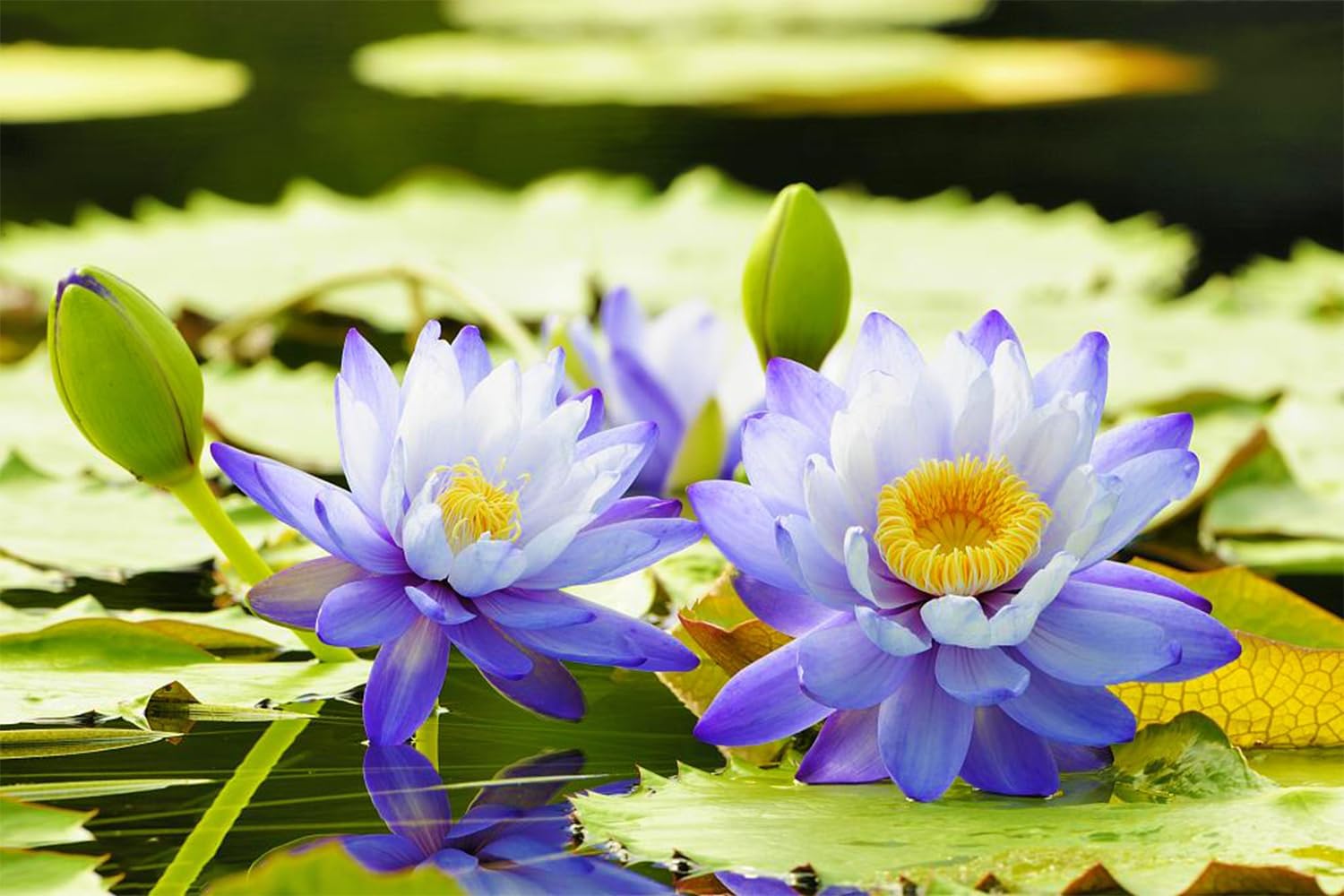 Mixed Bowl Lotus Seeds for Planting (Nelumbo) O708