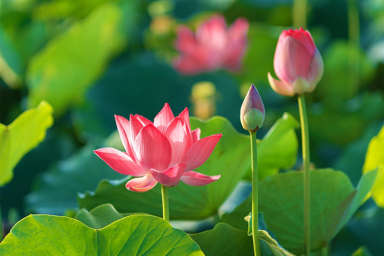 Mixed Bowl Lotus Seeds for Planting (Nelumbo) O708