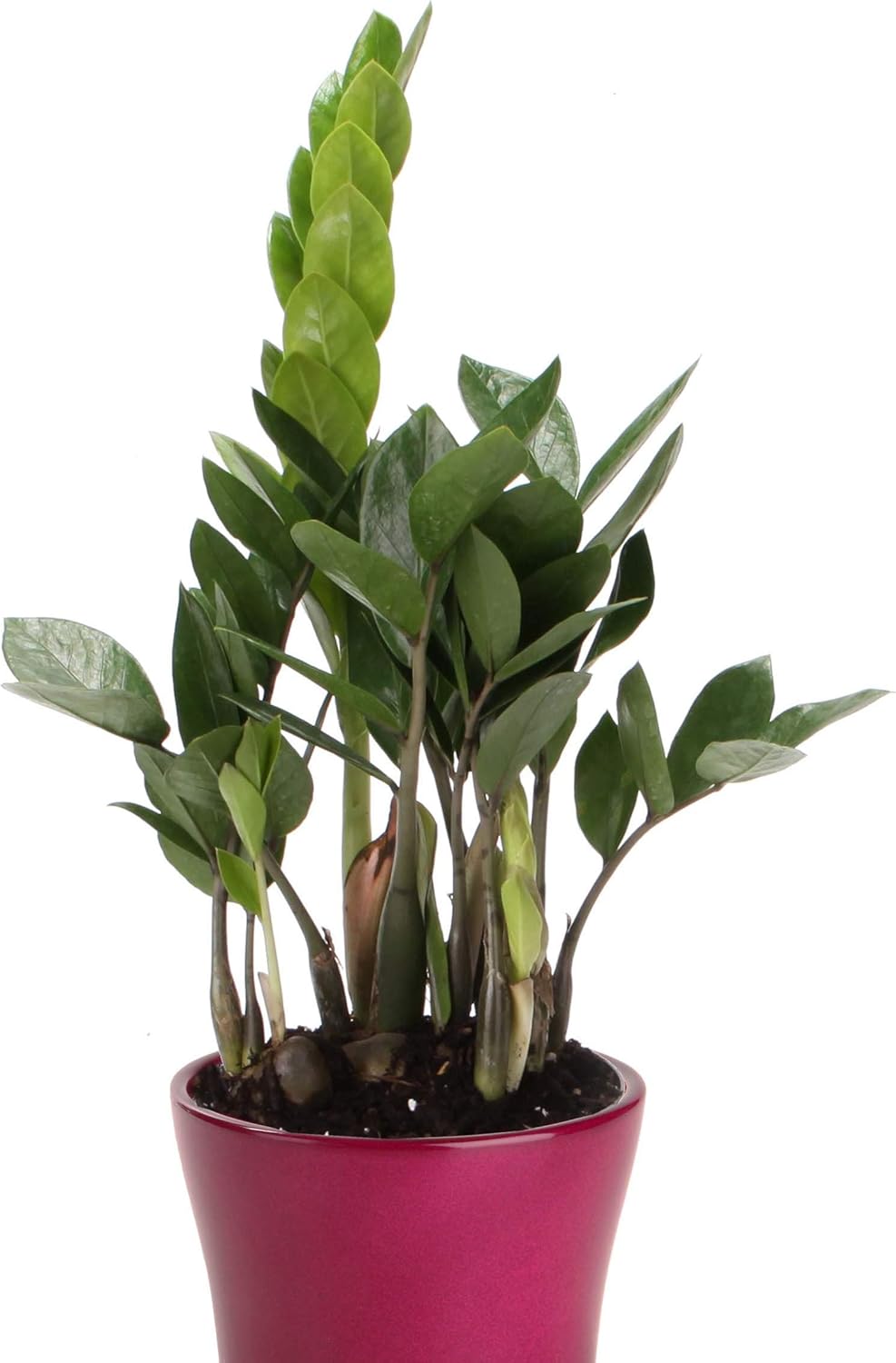 ZZ Plant Live in 4 Inch Pot - Zamioculcas Zamiifolia Indoor Plant G129