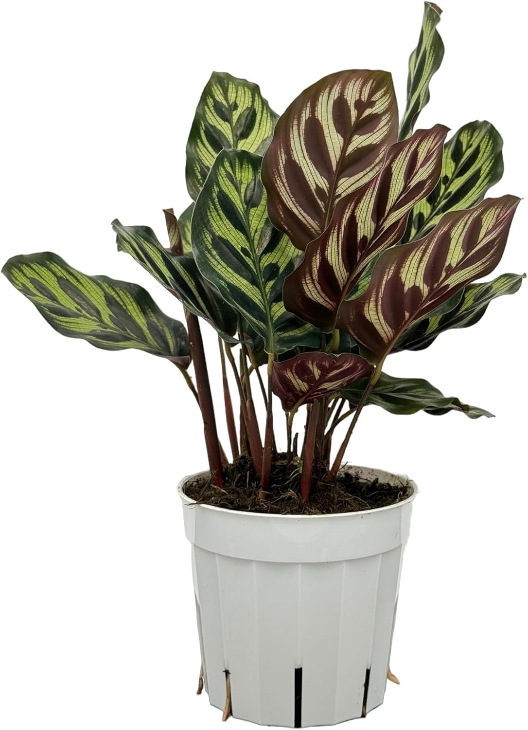 Calathea Peacock Live Plant Indoor Houseplant F1407