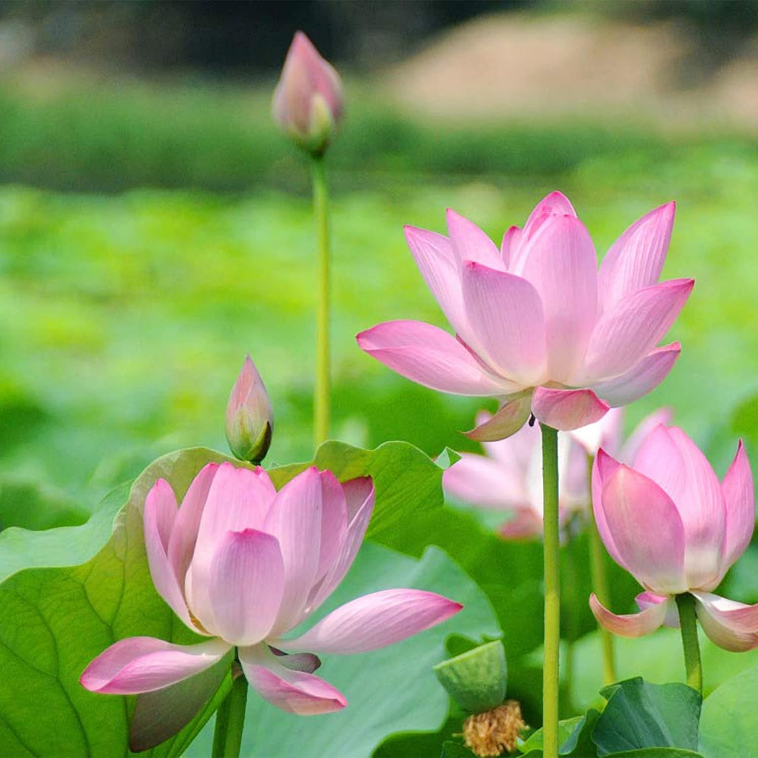 QAUZUY GARDEN Lotus Flower Seeds Nelumbo Nucifera Mixed Colors Water Plant D893
