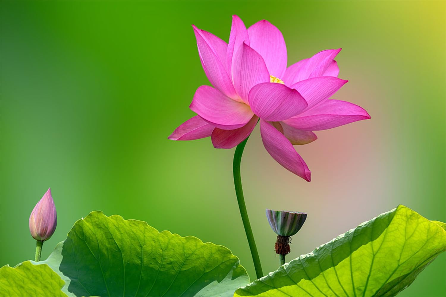 Mixed Bowl Lotus Seeds for Planting (Nelumbo) O708